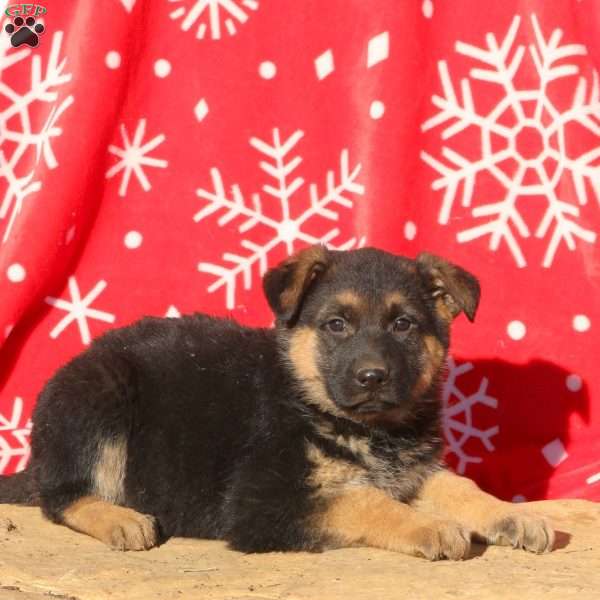 Adam, German Shepherd Puppy