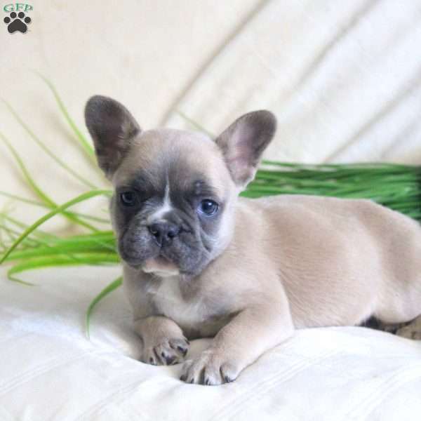 Adam, French Bulldog Puppy