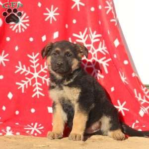 Adam, German Shepherd Puppy