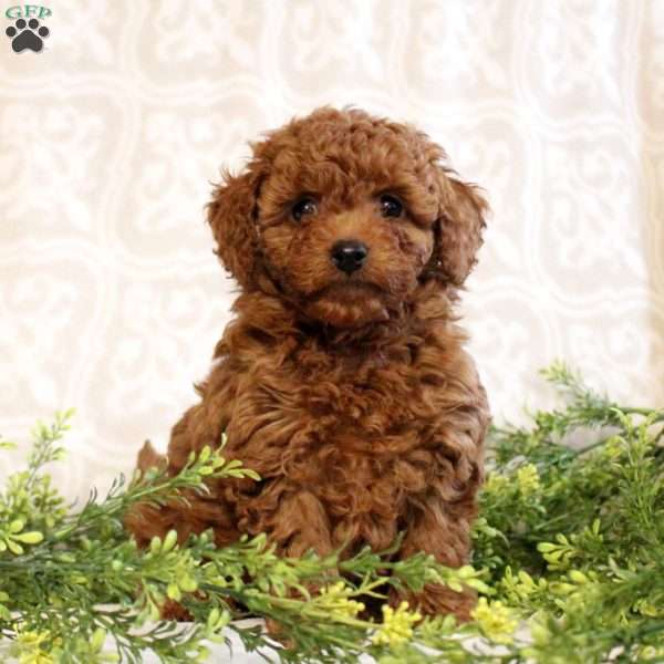 Adam, Toy Poodle Puppy