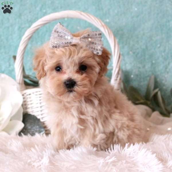 Addie, Maltipoo Puppy