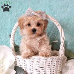 Addie, Maltipoo Puppy