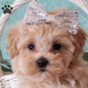 Addie, Maltipoo Puppy