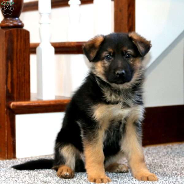 Adelle, German Shepherd Puppy