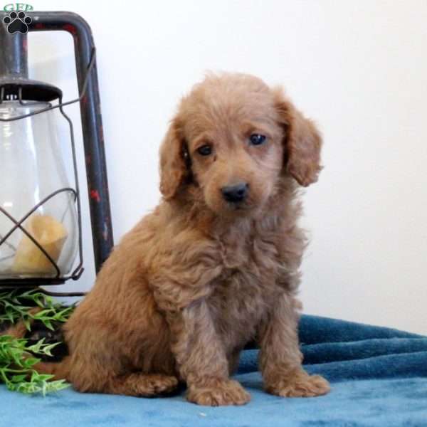 Aiden, Mini Labradoodle Puppy