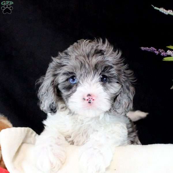 Aiden, Cavapoo Puppy