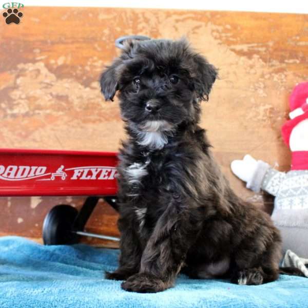 Aiden, Yorkie Poo Puppy