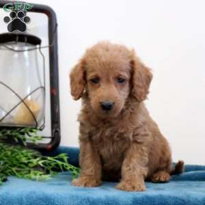 Aiden, Mini Labradoodle Puppy