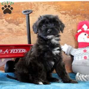 Aiden, Yorkie Poo Puppy