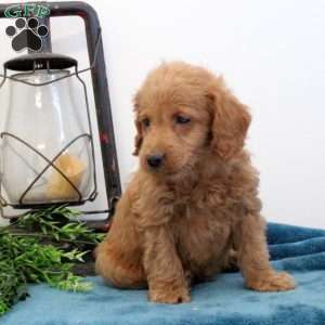 Aiden, Mini Labradoodle Puppy