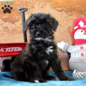 Aiden, Yorkie Poo Puppy