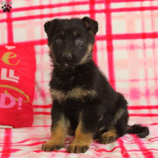 Alan, German Shepherd Puppy