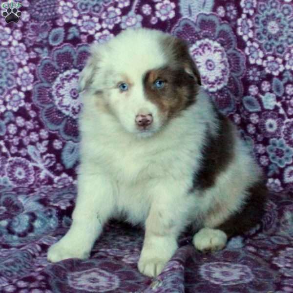 Alba, Australian Shepherd Puppy