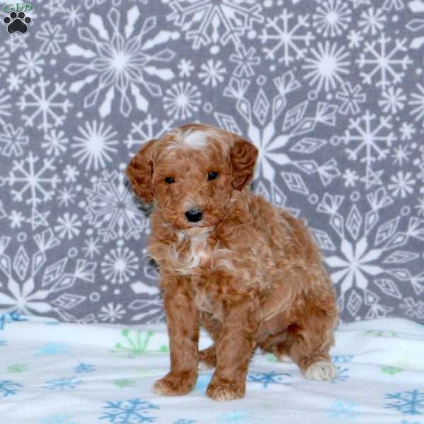 Alex, Mini Goldendoodle Puppy