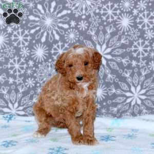 Alex, Mini Goldendoodle Puppy