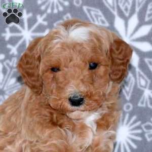 Alex, Mini Goldendoodle Puppy