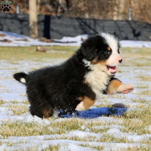 Alex, Bernese Mountain Dog Puppy