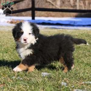 Alex, Bernese Mountain Dog Puppy