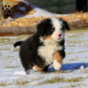 Alex, Bernese Mountain Dog Puppy