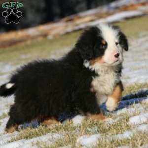 Alex, Bernese Mountain Dog Puppy