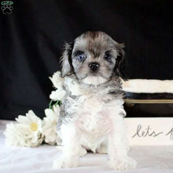 Alexa, Cavapoo Puppy