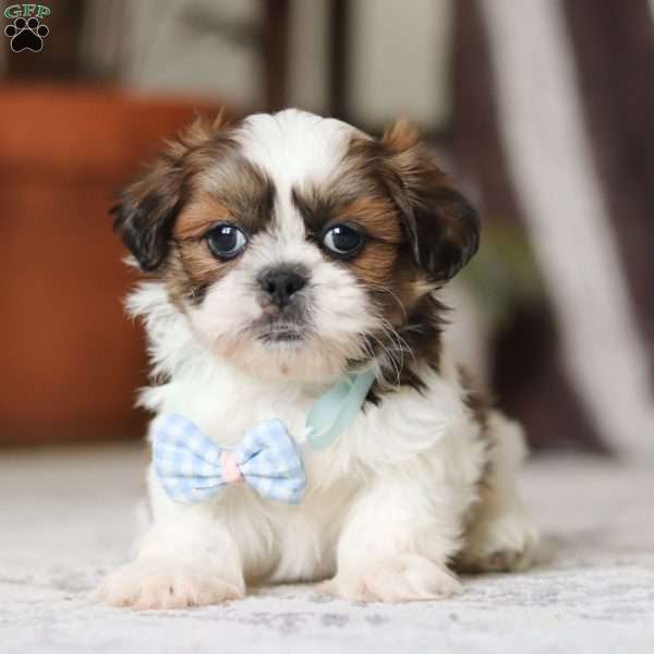 Alfie, Shih Tzu Puppy