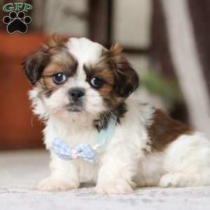 Alfie, Shih Tzu Puppy