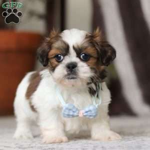 Alfie, Shih Tzu Puppy