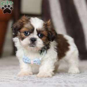 Alfie, Shih Tzu Puppy