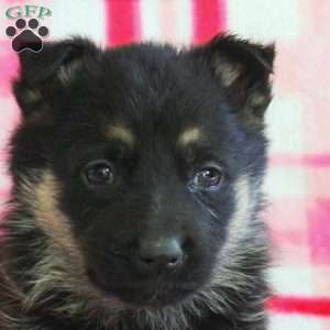 Alice, German Shepherd Puppy