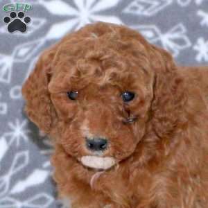 Alice, Mini Goldendoodle Puppy