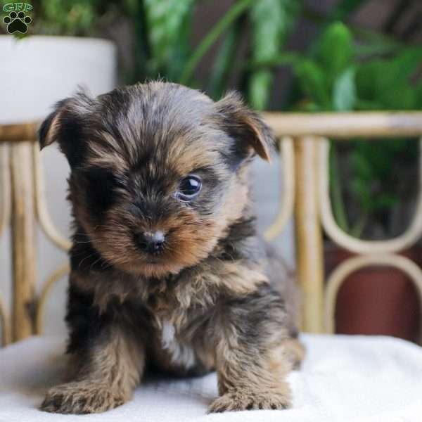 Alice, Yorkie Poo Puppy