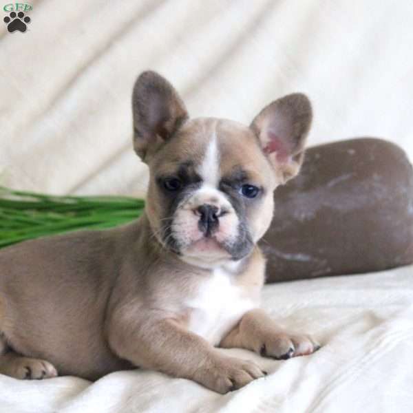 Alison, French Bulldog Puppy