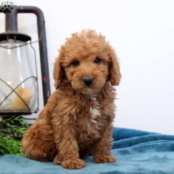 Alison, Mini Labradoodle Puppy