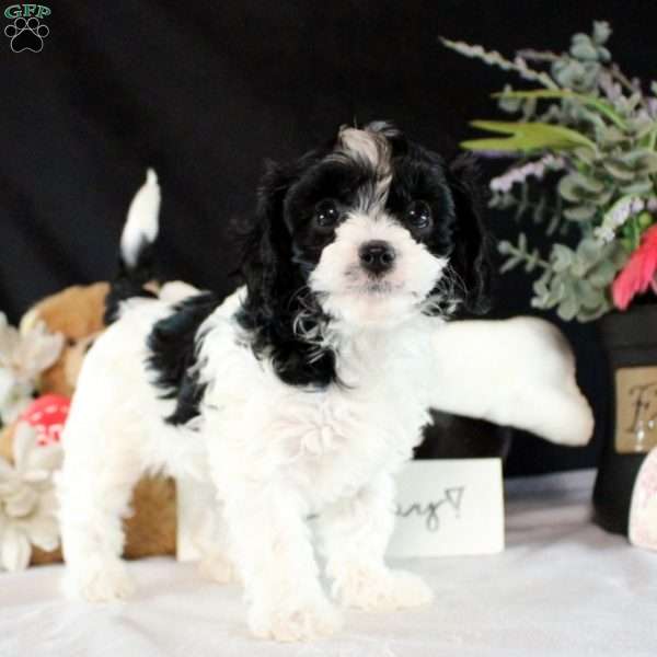 Alison, Cavapoo Puppy