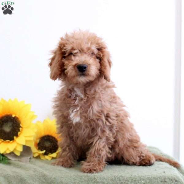 Alison, Mini Labradoodle Puppy