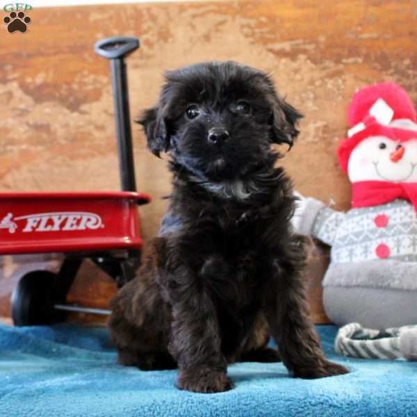 Alison, Yorkie Poo Puppy