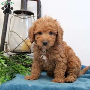 Alison, Mini Labradoodle Puppy