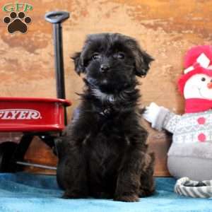 Alison, Yorkie Poo Puppy