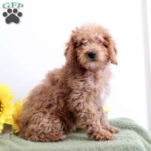 Alison, Mini Labradoodle Puppy