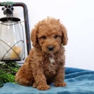 Alison, Mini Labradoodle Puppy