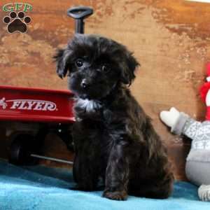 Alison, Yorkie Poo Puppy