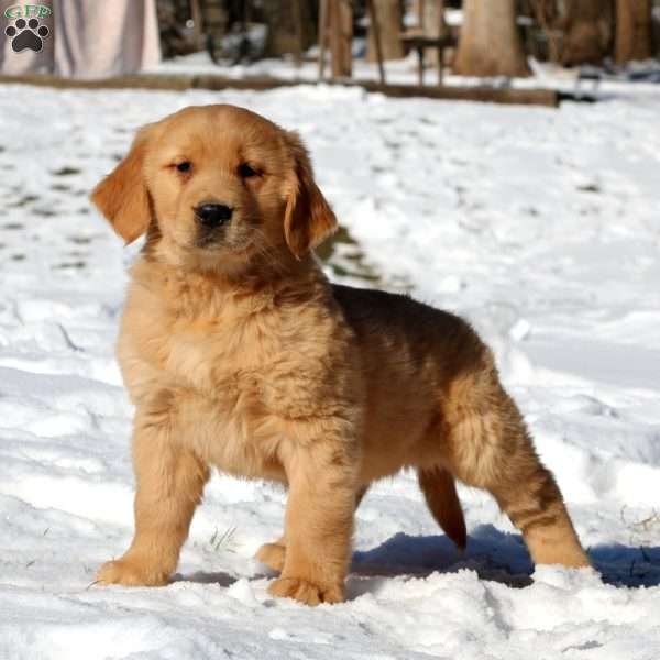 Allie, Golden Retriever Puppy