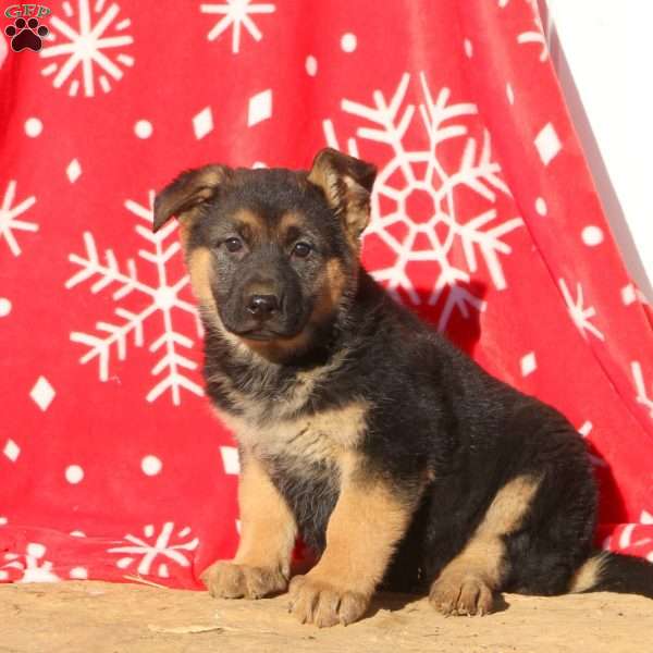 Amber, German Shepherd Puppy