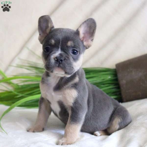 Amber, French Bulldog Puppy