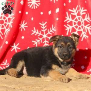 Amber, German Shepherd Puppy