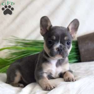 Amber, French Bulldog Puppy