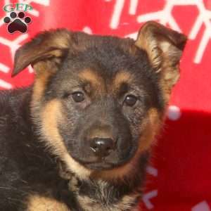 Amber, German Shepherd Puppy