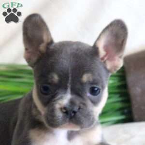 Amber, French Bulldog Puppy