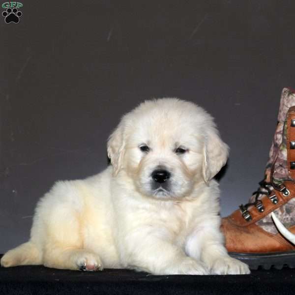 Ameenah, English Cream Golden Retriever Puppy